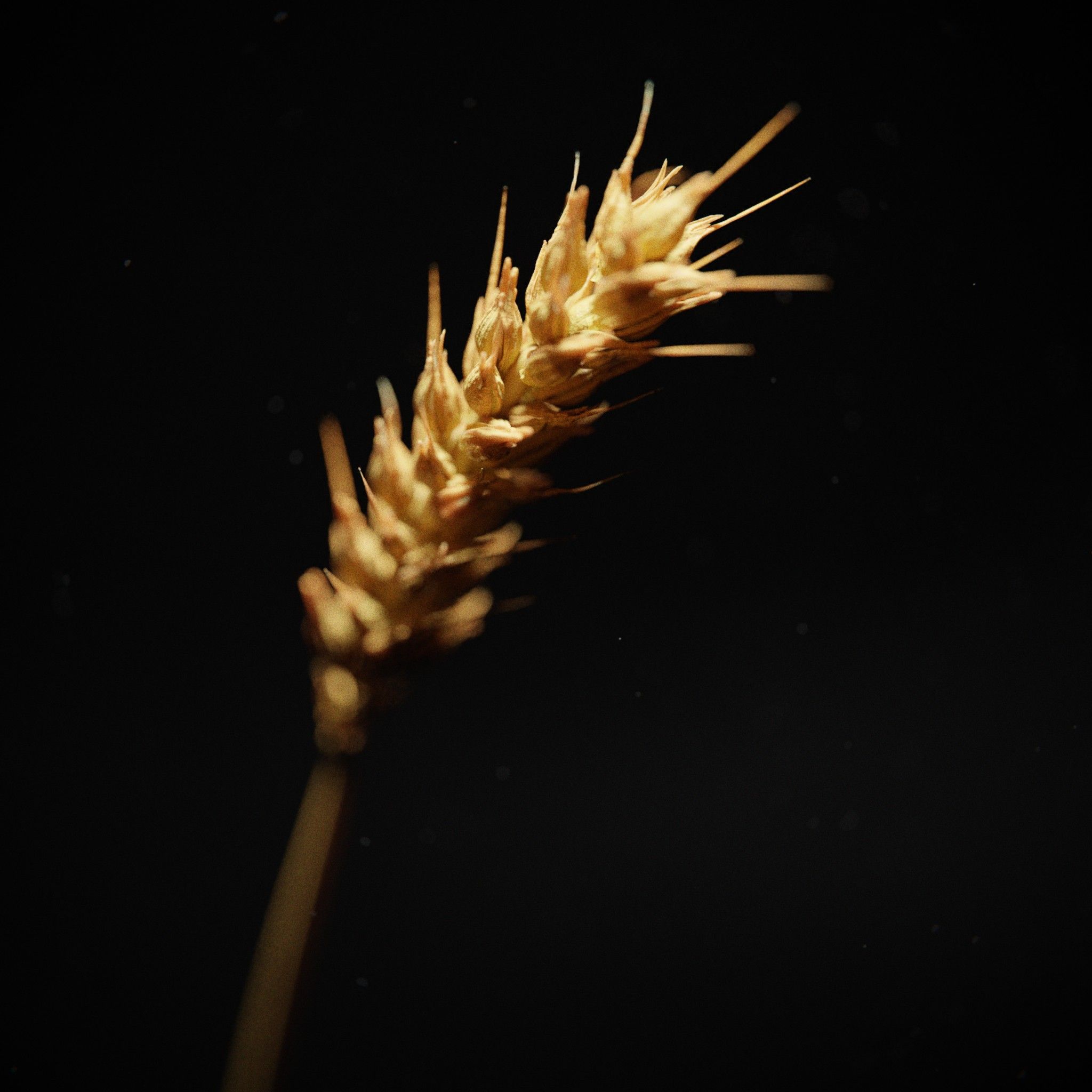 Detailed Wheat Stalk with Animation preview image 1